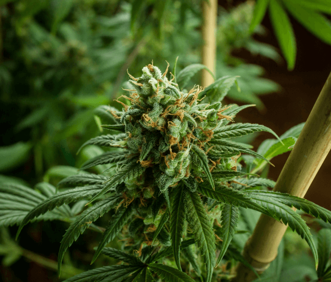 Cannabis Cultivation 101