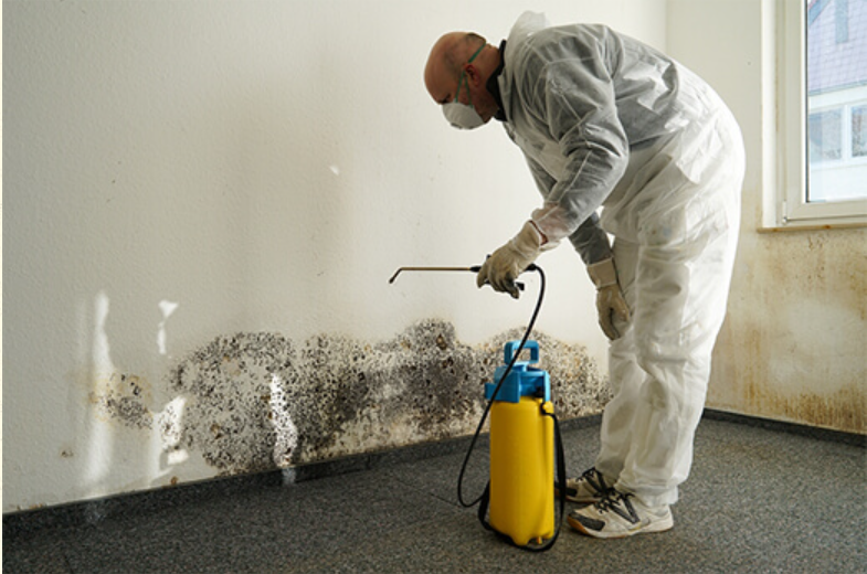 How to Maintain a Mold-Free Home After Professional Removal?